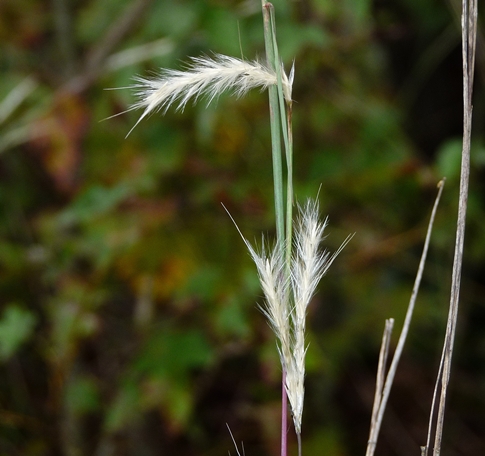 {Andropogon ternarius}